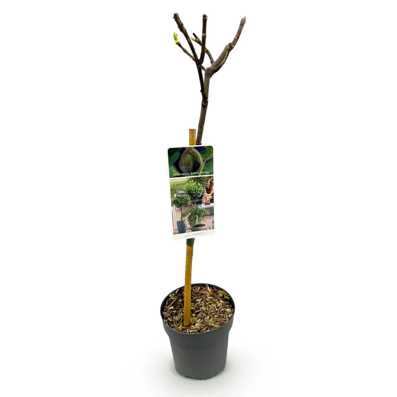 Feigenbaum „Brown Turkey“ (Ficus carica) – 19cm Topf, 90 cm hoch