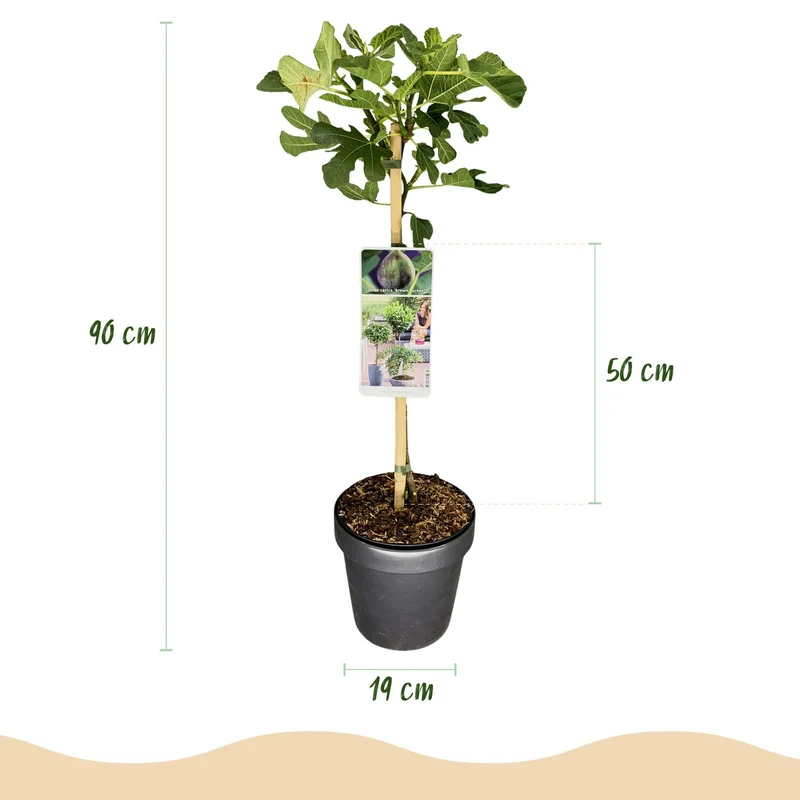 Feigenbaum „Brown Turkey“ (Ficus carica) – 19cm Topf, 90 cm hoch