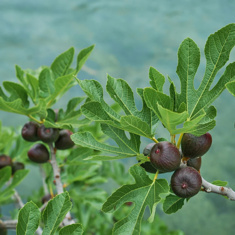 Feigenbaum „Brown Turkey“ (Ficus carica) – 19cm Topf, 90 cm hoch