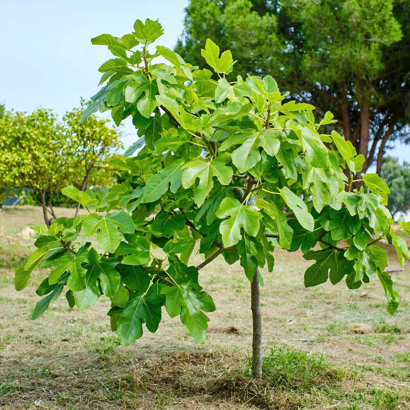Feigenbaum „Brown Turkey“ (Ficus carica) – 19cm Topf, 90 cm hoch