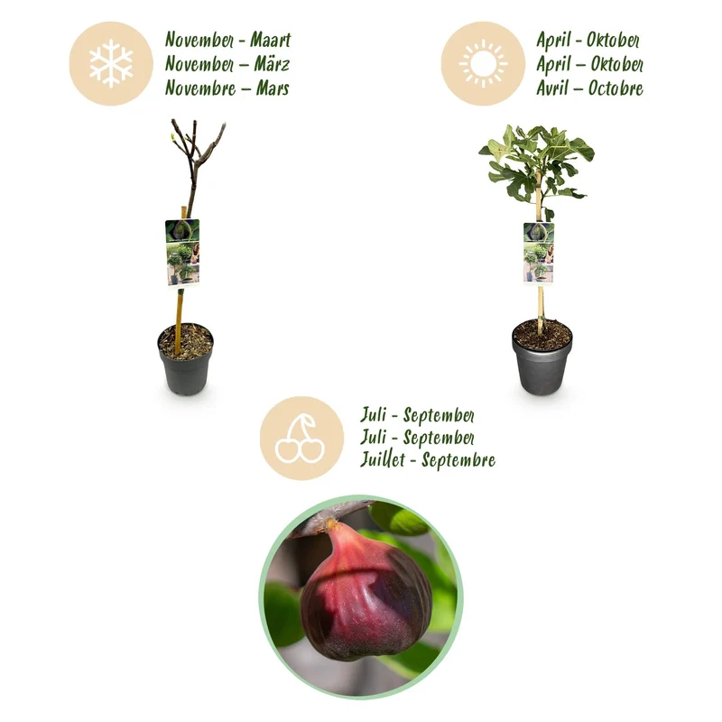 Feigenbaum „Brown Turkey“ (Ficus carica) – 19cm Topf, 90 cm hoch
