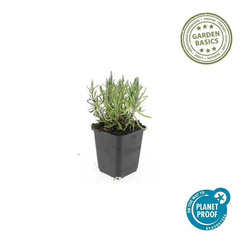 Echte Lavendel 'Munstead' (Lavandula angustifolia) – 10–25 cm, Ø9 cm
