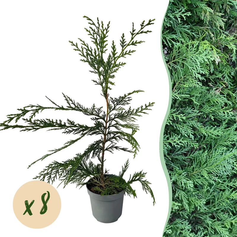 Leyland-Zypresse (Cupressocyparis leylandii) – 8 Pflanzen = 1 m Hecke, 35–40 cm, immergrün