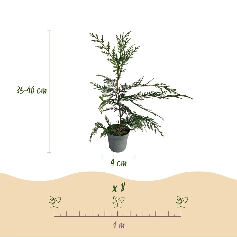 Leyland-Zypresse (Cupressocyparis leylandii) – 8 Pflanzen = 1 m Hecke, 35–40 cm, immergrün