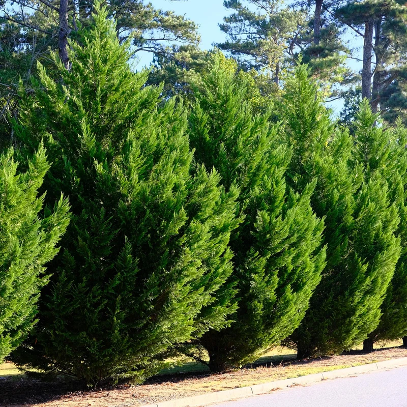Leyland-Zypresse (Cupressocyparis leylandii) – 8 Pflanzen = 1 m Hecke, 35–40 cm, immergrün