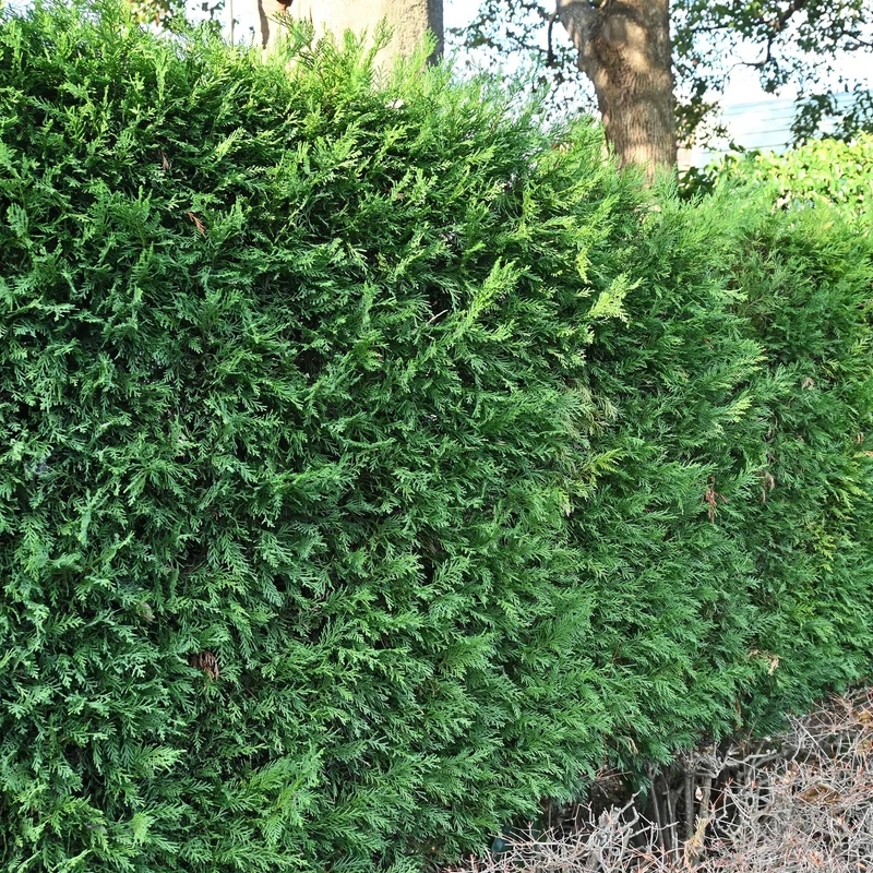 Leyland-Zypresse (Cupressocyparis leylandii) – 8 Pflanzen = 1 m Hecke, 35–40 cm, immergrün