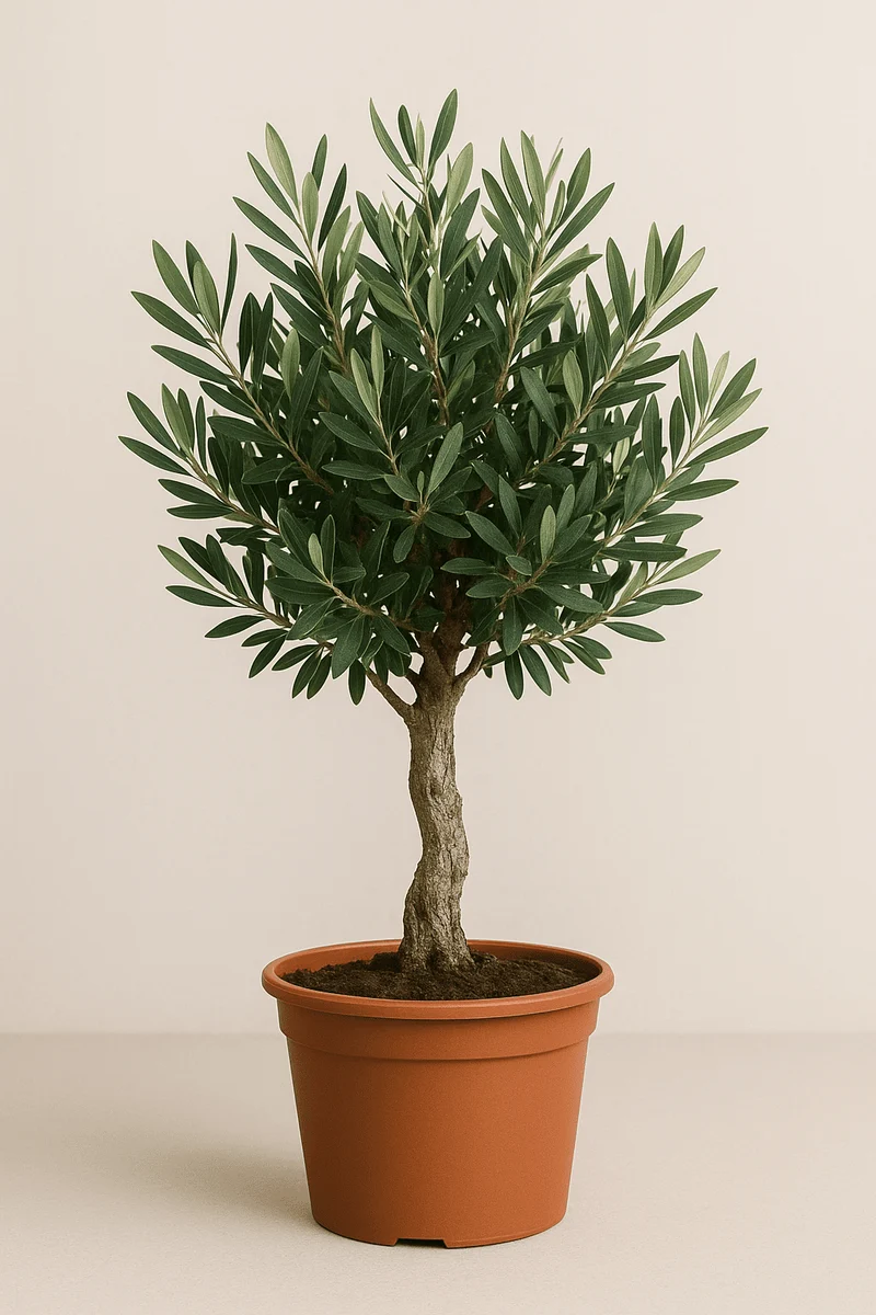 Olivenbaum (Olea europaea) – 60–90 cm