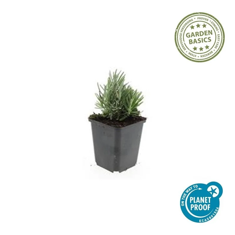 Lavendel ‚Dwarf Blue‘ (Lavandula angustifolia) – 10–25 cm, Ø9 cm