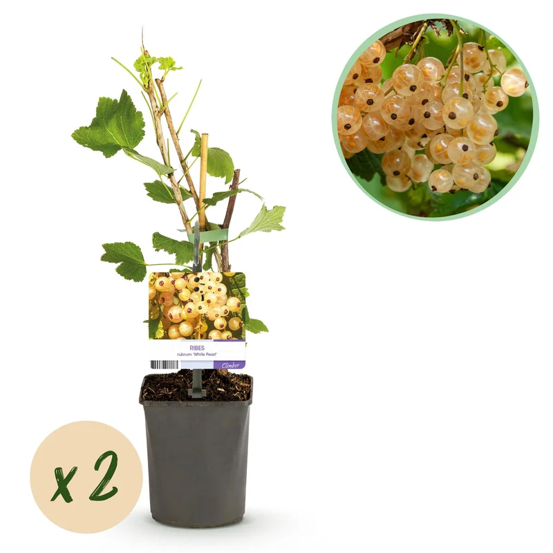 Johannisbeere „White Pearl“ – weiße Beeren, 2 Pflanzen, ca. 40 cm hoch