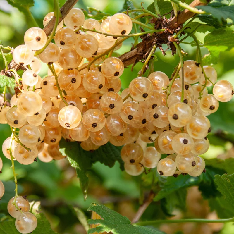 Johannisbeere „White Pearl“ – weiße Beeren, 2 Pflanzen, ca. 40 cm hoch