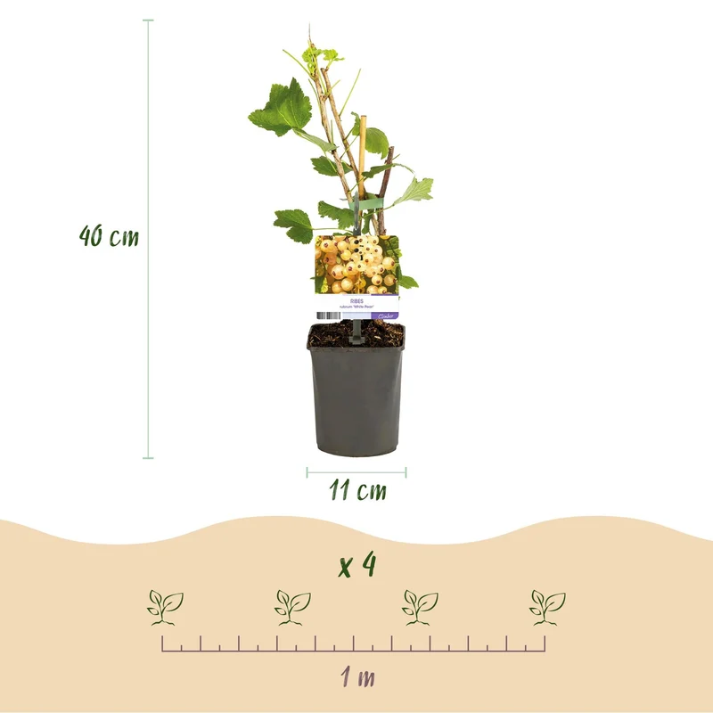 Johannisbeere „White Pearl“ – weiße Beeren, 2 Pflanzen, ca. 40 cm hoch