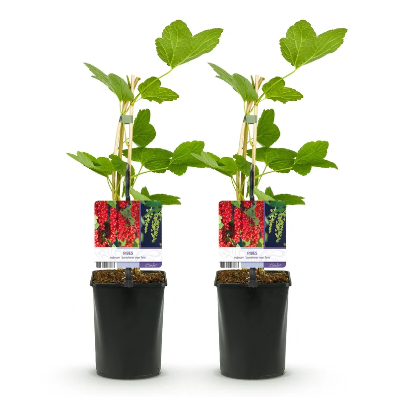 Rote Johannisbeere (Ribes rubrum) – 2 Pflanzen, ca. 40 cm, Topf Ø 11 cm