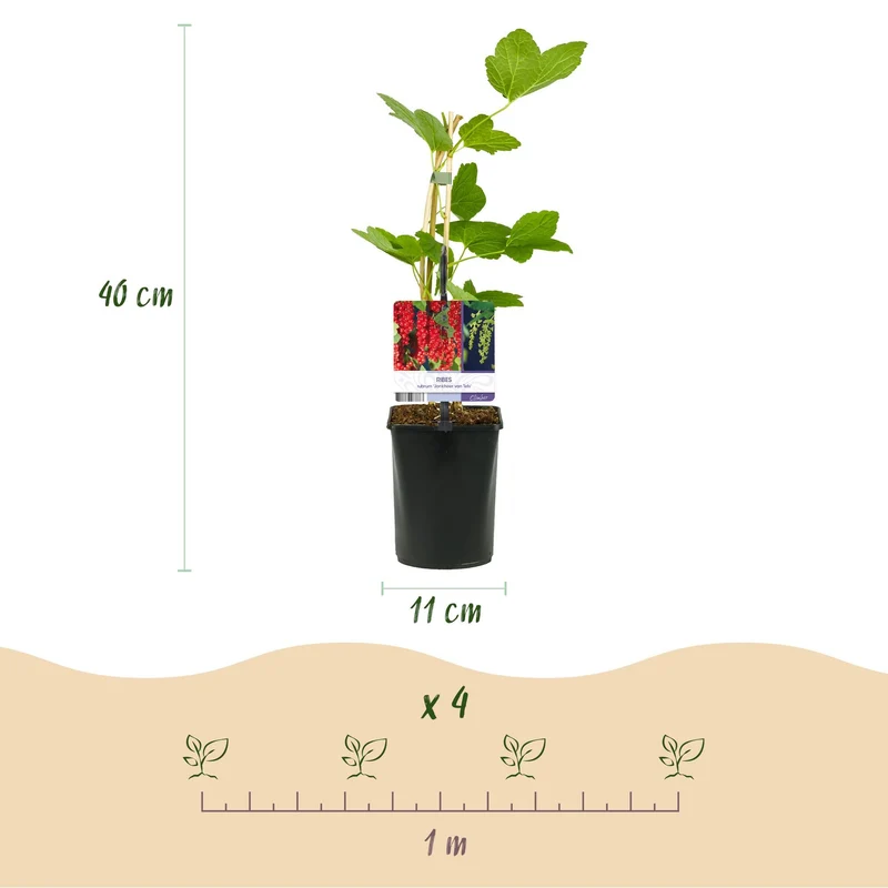Rote Johannisbeere (Ribes rubrum) – 2 Pflanzen, ca. 40 cm, Topf Ø 11 cm