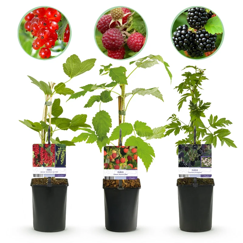 Obstpflanzen-Mix – Johannisbeere, Himbeere & Brombeere (3 Pflanzen, 11 cm Topf, ca. 40 cm)