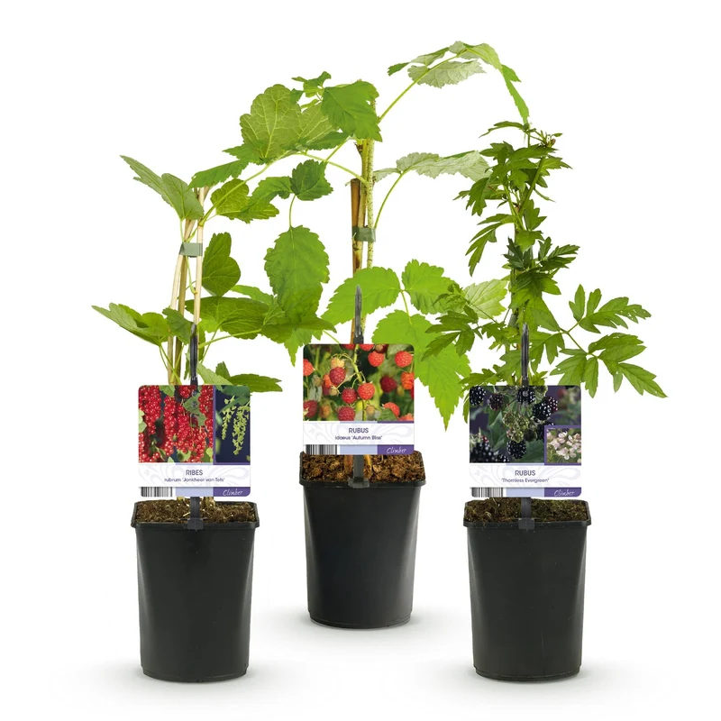 Obstpflanzen-Mix – Johannisbeere, Himbeere & Brombeere (3 Pflanzen, 11 cm Topf, ca. 40 cm)
