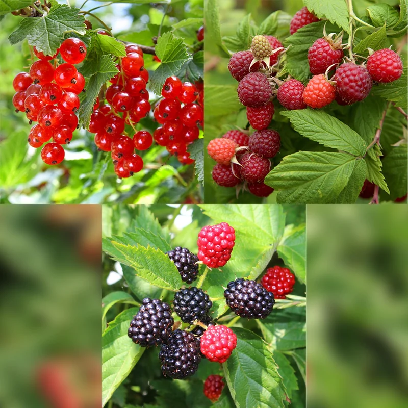 Obstpflanzen-Mix – Johannisbeere, Himbeere & Brombeere (3 Pflanzen, 11 cm Topf, ca. 40 cm)