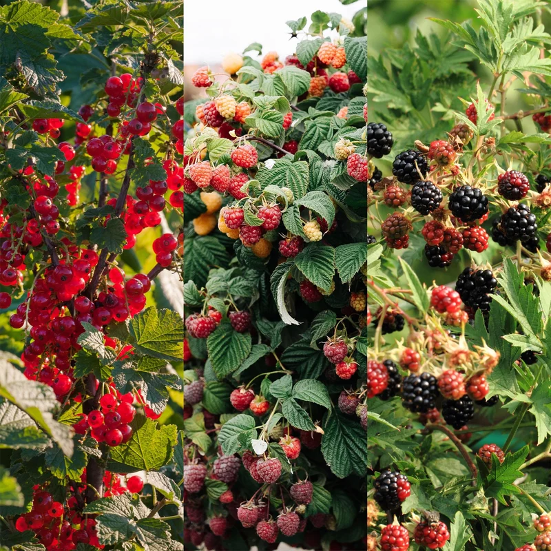 Obstpflanzen-Mix – Johannisbeere, Himbeere & Brombeere (3 Pflanzen, 11 cm Topf, ca. 40 cm)