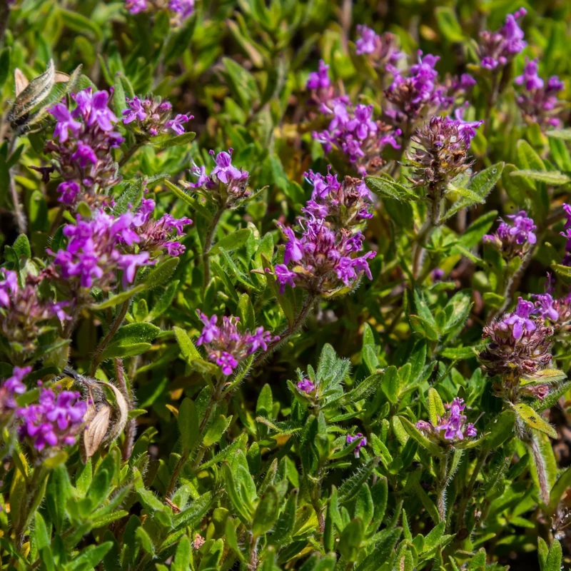 Sand-Thymian (Thymus serpyllum) – 10–25 cm hoch, Ø 9 cm