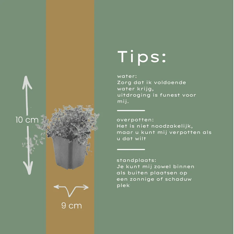 Sand-Thymian (Thymus serpyllum) – 10–25 cm hoch, Ø 9 cm