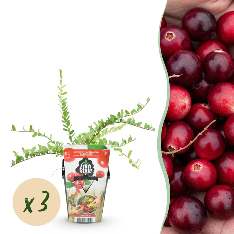 Blaubeere „Early Black“ (Vaccinium macrophylla) – winterhart, 3 Pflanzen im 9 cm Topf