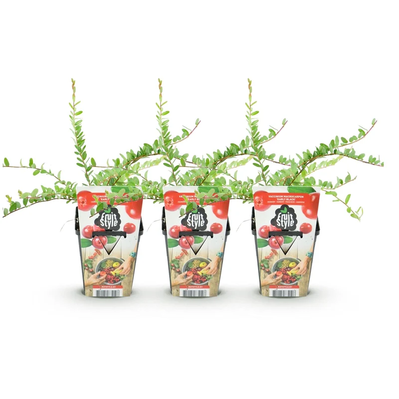 Blaubeere „Early Black“ (Vaccinium macrophylla) – winterhart, 3 Pflanzen im 9 cm Topf