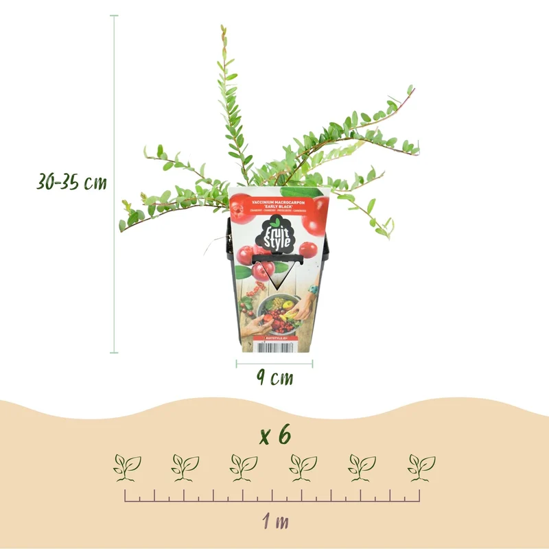 Blaubeere „Early Black“ (Vaccinium macrophylla) – winterhart, 3 Pflanzen im 9 cm Topf