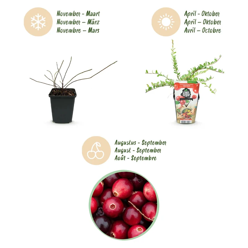 Blaubeere „Early Black“ (Vaccinium macrophylla) – winterhart, 3 Pflanzen im 9 cm Topf