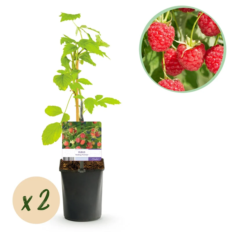 Rote Himbeere „Mailing Promise“ – 2 kräftige Pflanzen im 11 cm Topf (ca. 40 cm)