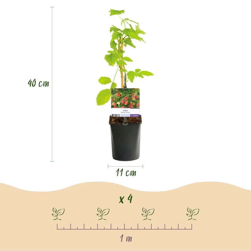 Rote Himbeere „Mailing Promise“ – 2 kräftige Pflanzen im 11 cm Topf (ca. 40 cm)