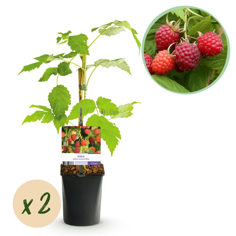 Rote Himbeere „Autumn Bliss“ – 2 kräftige Pflanzen im 11 cm Topf, ca. 40 cm