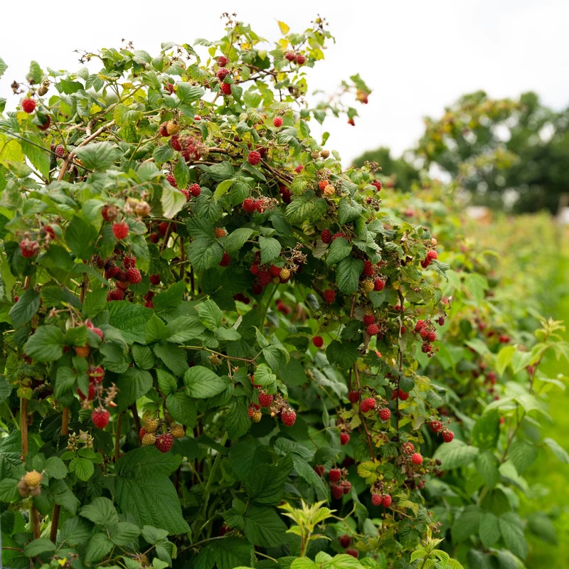 Rote Himbeere „Autumn Bliss“ – 2 kräftige Pflanzen im 11 cm Topf, ca. 40 cm