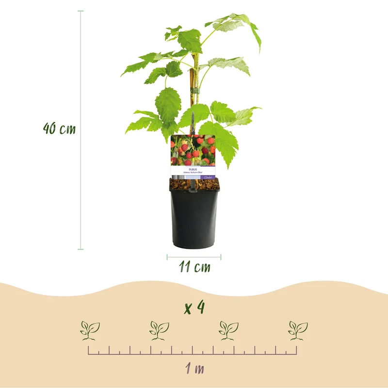 Rote Himbeere „Autumn Bliss“ – 2 kräftige Pflanzen im 11 cm Topf, ca. 40 cm