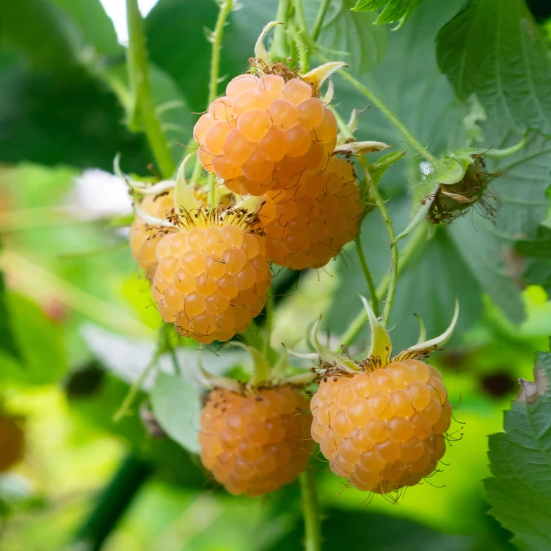 Gelbe Himbeere „Fallgold“ (Rubus idaeus) – 2 Pflanzen im 11 cm Topf, ca. 40 cm