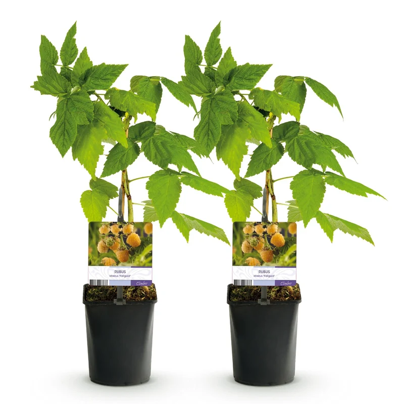 Gelbe Himbeere „Fallgold“ (Rubus idaeus) – 2 Pflanzen im 11 cm Topf, ca. 40 cm