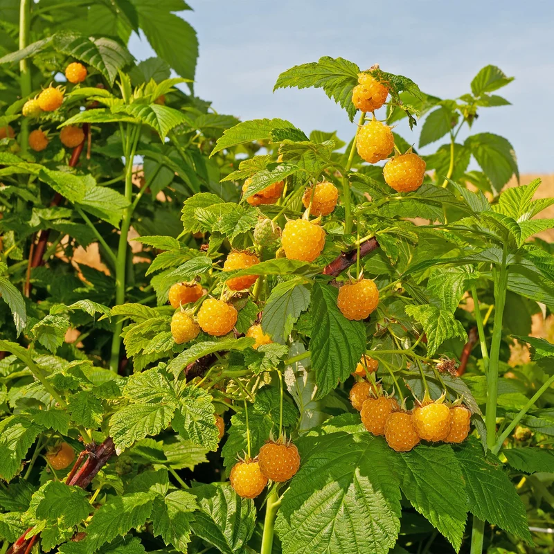Gelbe Himbeere „Fallgold“ (Rubus idaeus) – 2 Pflanzen im 11 cm Topf, ca. 40 cm
