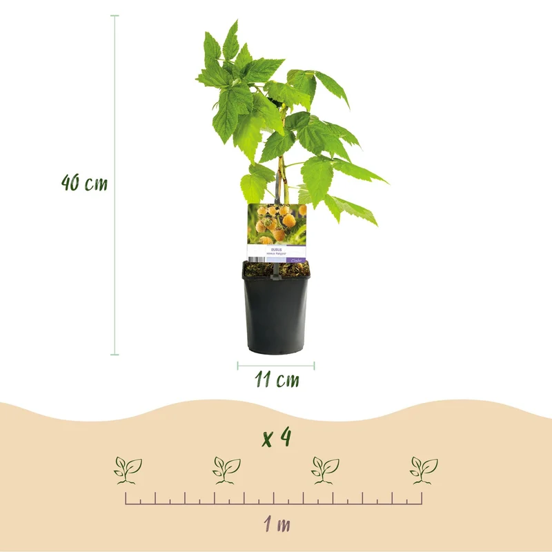 Gelbe Himbeere „Fallgold“ (Rubus idaeus) – 2 Pflanzen im 11 cm Topf, ca. 40 cm