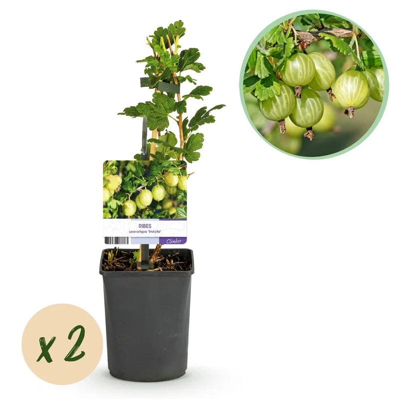 Obstpflanze Stachelbeere „Invicta“ – 2 Pflanzen, 11 cm-Topf, ca. 40 cm hoch