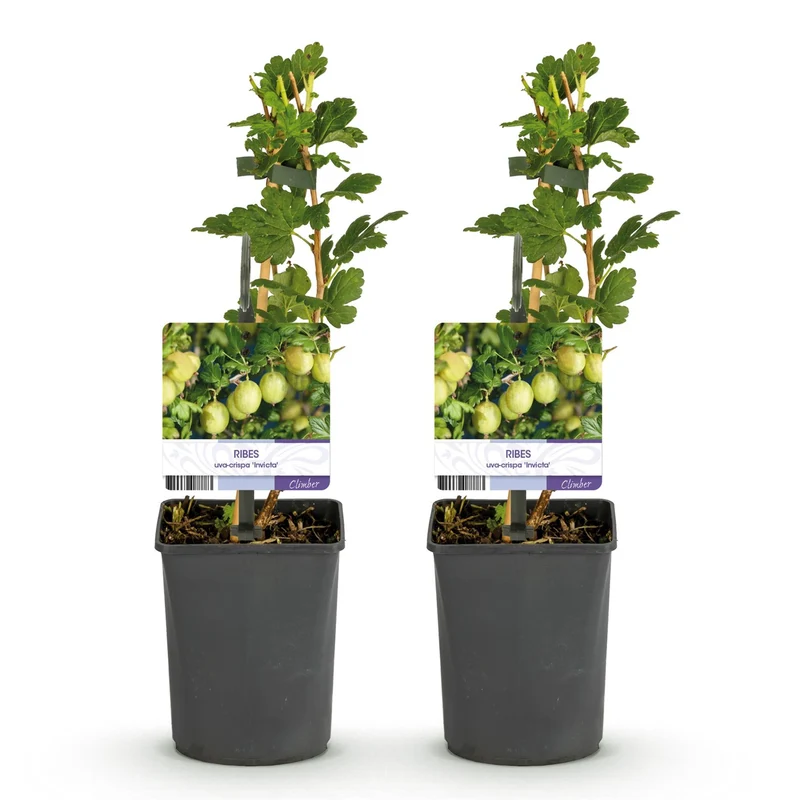 Obstpflanze Stachelbeere „Invicta“ – 2 Pflanzen, 11 cm-Topf, ca. 40 cm hoch