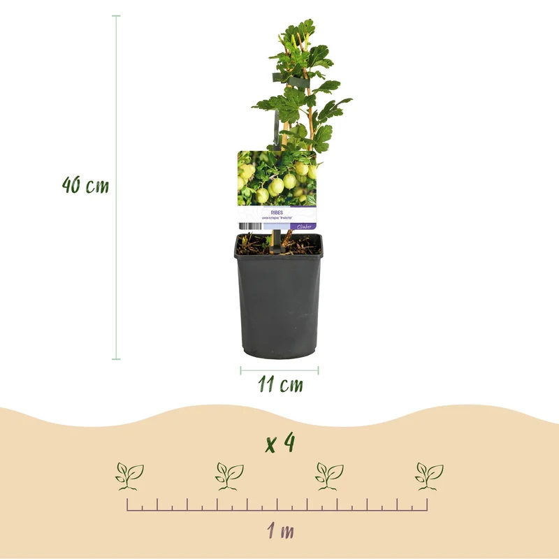 Obstpflanze Stachelbeere „Invicta“ – 2 Pflanzen, 11 cm-Topf, ca. 40 cm hoch