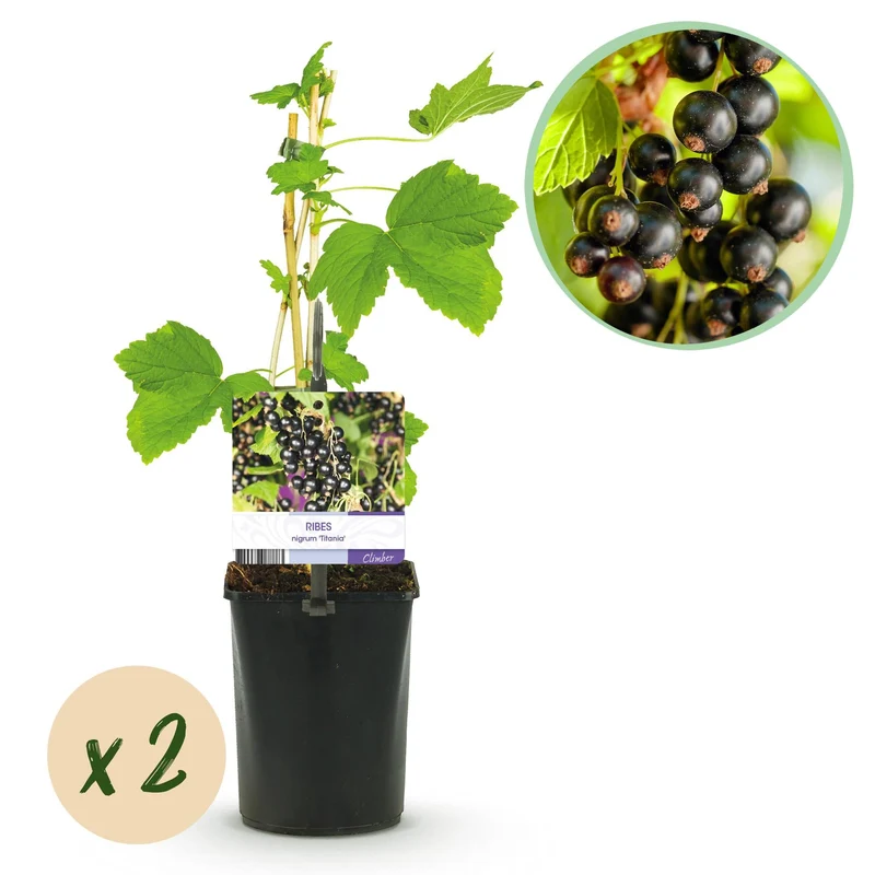Schwarze Johannisbeere „Titania“ – 2 Pflanzen, ca. 40 cm hoch, Topf 11 cm