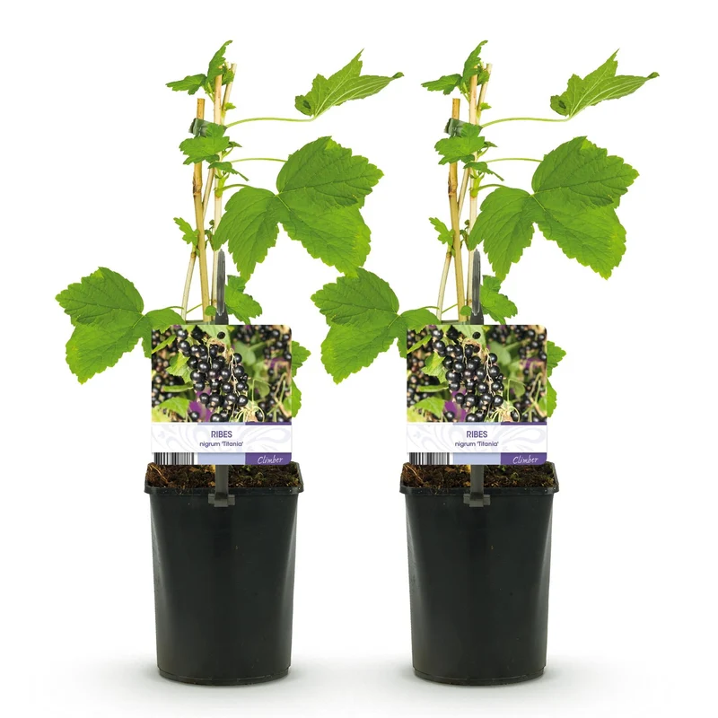 Schwarze Johannisbeere „Titania“ – 2 Pflanzen, ca. 40 cm hoch, Topf 11 cm