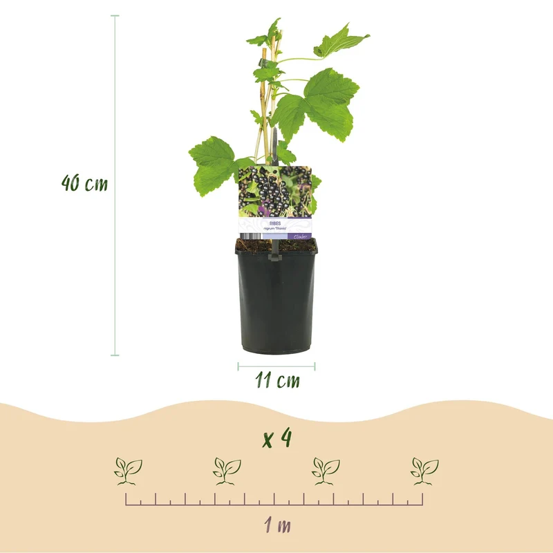 Schwarze Johannisbeere „Titania“ – 2 Pflanzen, ca. 40 cm hoch, Topf 11 cm