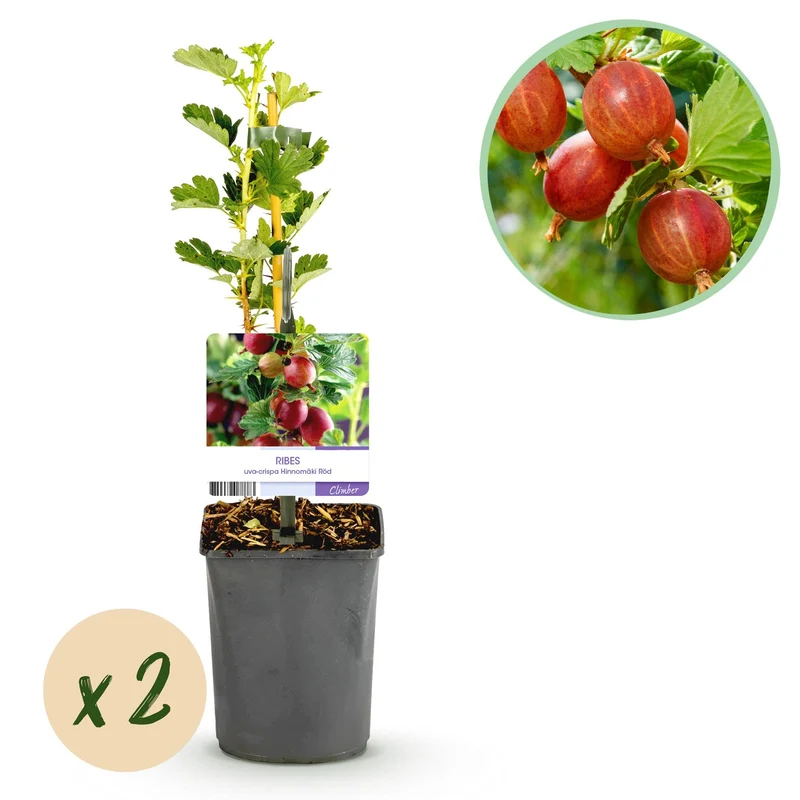 Rote Stachelbeere „Hinnomäki Röd“ – 2 Pflanzen im 11 cm Topf (ca. 40 cm)