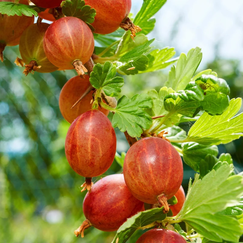Rote Stachelbeere „Hinnomäki Röd“ – 2 Pflanzen im 11 cm Topf (ca. 40 cm)