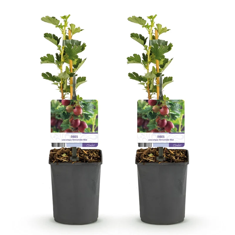Rote Stachelbeere „Hinnomäki Röd“ – 2 Pflanzen im 11 cm Topf (ca. 40 cm)