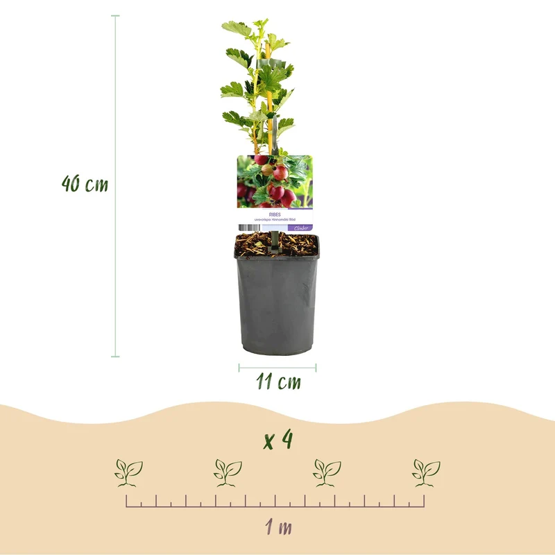 Rote Stachelbeere „Hinnomäki Röd“ – 2 Pflanzen im 11 cm Topf (ca. 40 cm)