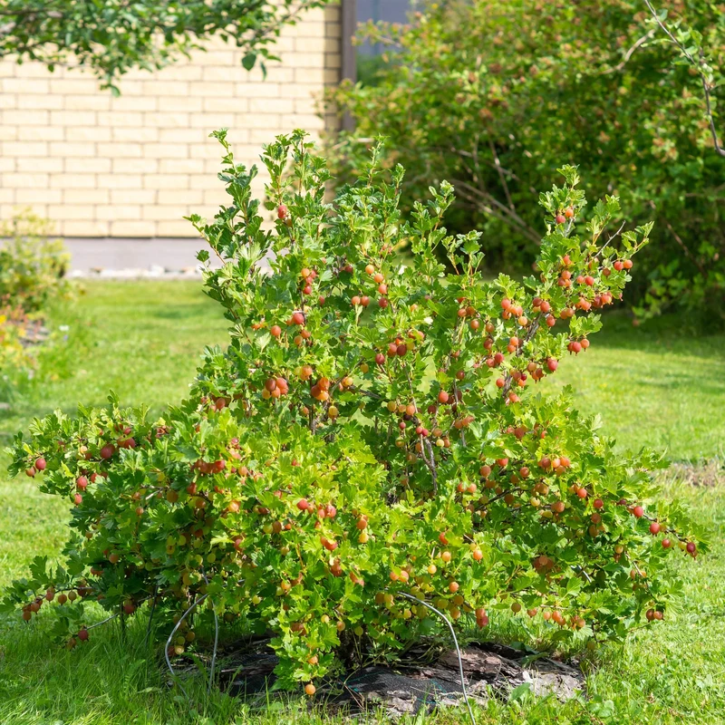 Rote Stachelbeere „Hinnomäki Röd“ – 2 Pflanzen im 11 cm Topf (ca. 40 cm)