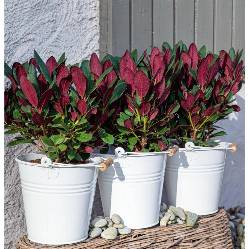 Rhododendron ‘Wine & Roses’ – immergrün, 13 cm Topf, 20 cm hoch