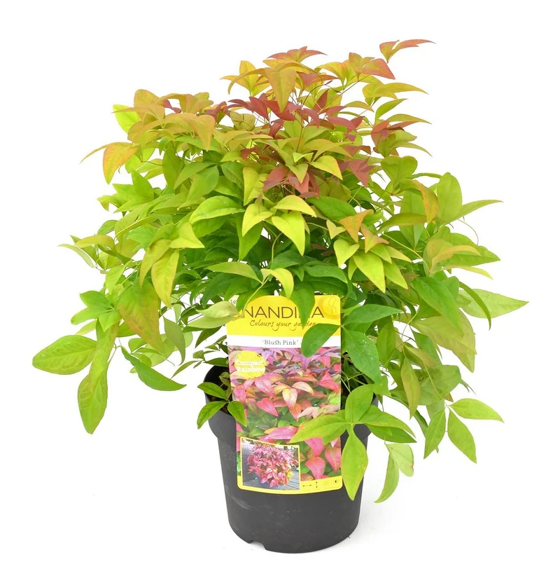 Hemelse bamboe 'Blush Pink' – groenblijvende sierheester, pot 19 cm, hoogte 30 cm
