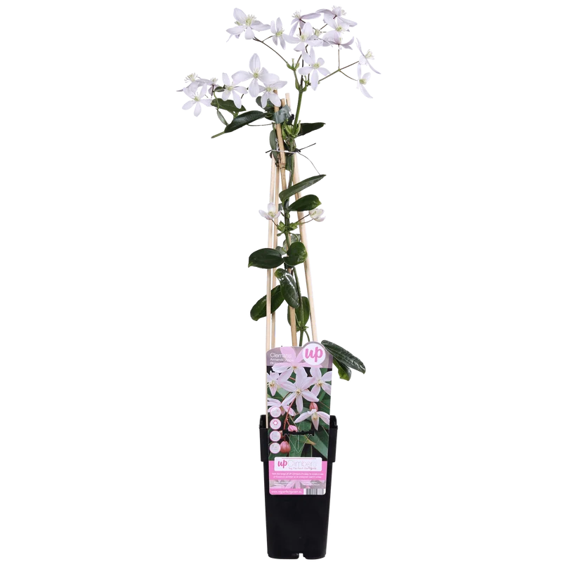Clematis armandii ‘Apple Blossom’ – immergrüne, hellrosa Kletterpflanze, Topf 15 cm, Höhe 65 cm